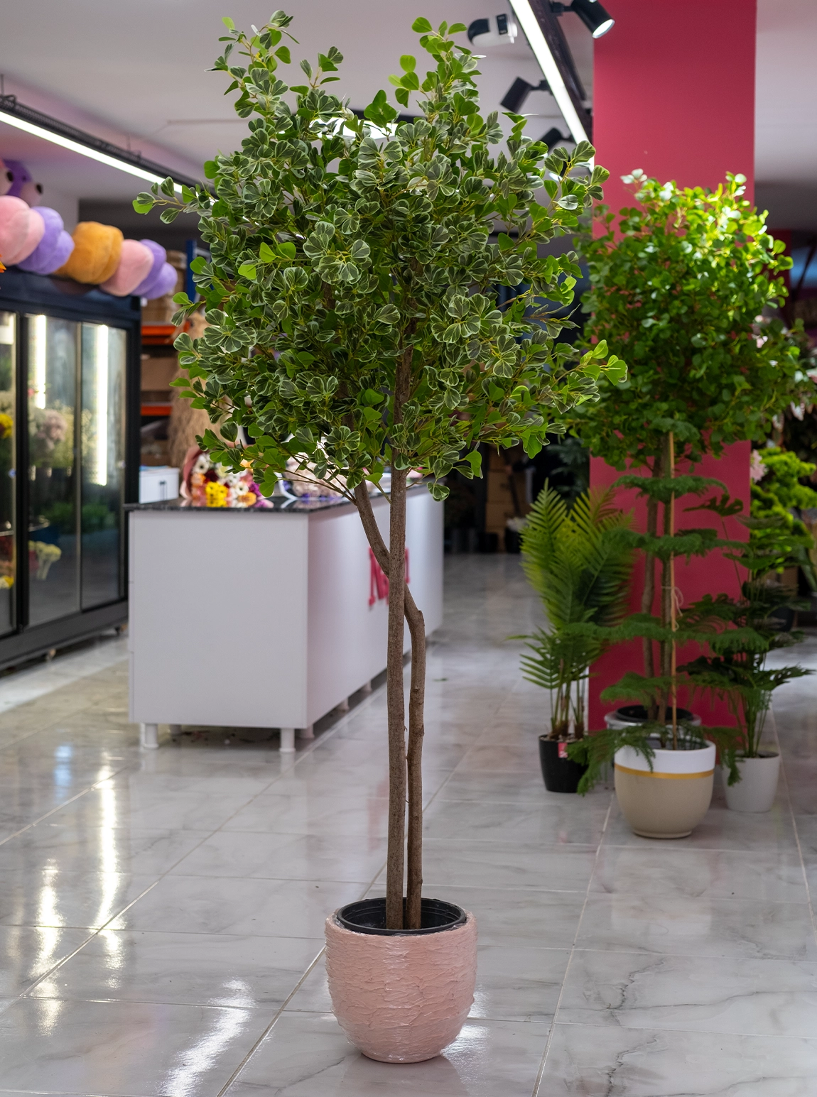 Saksıda Yapay 2 Gövdeli Şeflara Ağacı 180 Cm 