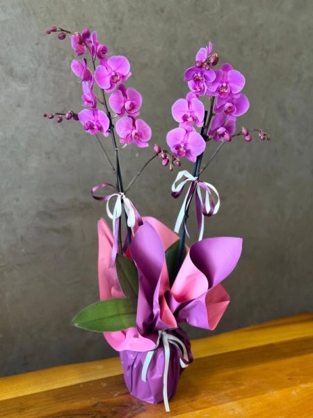 Premium Çift Dallı Mor Orkide