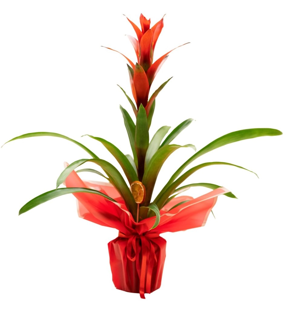 Saksı Guzmanya Çiçeği