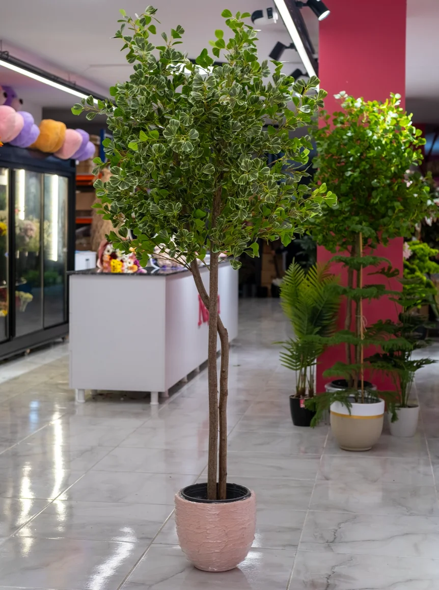 Saksıda Yapay 2 Gövdeli Şeflara Ağacı 180 Cm 