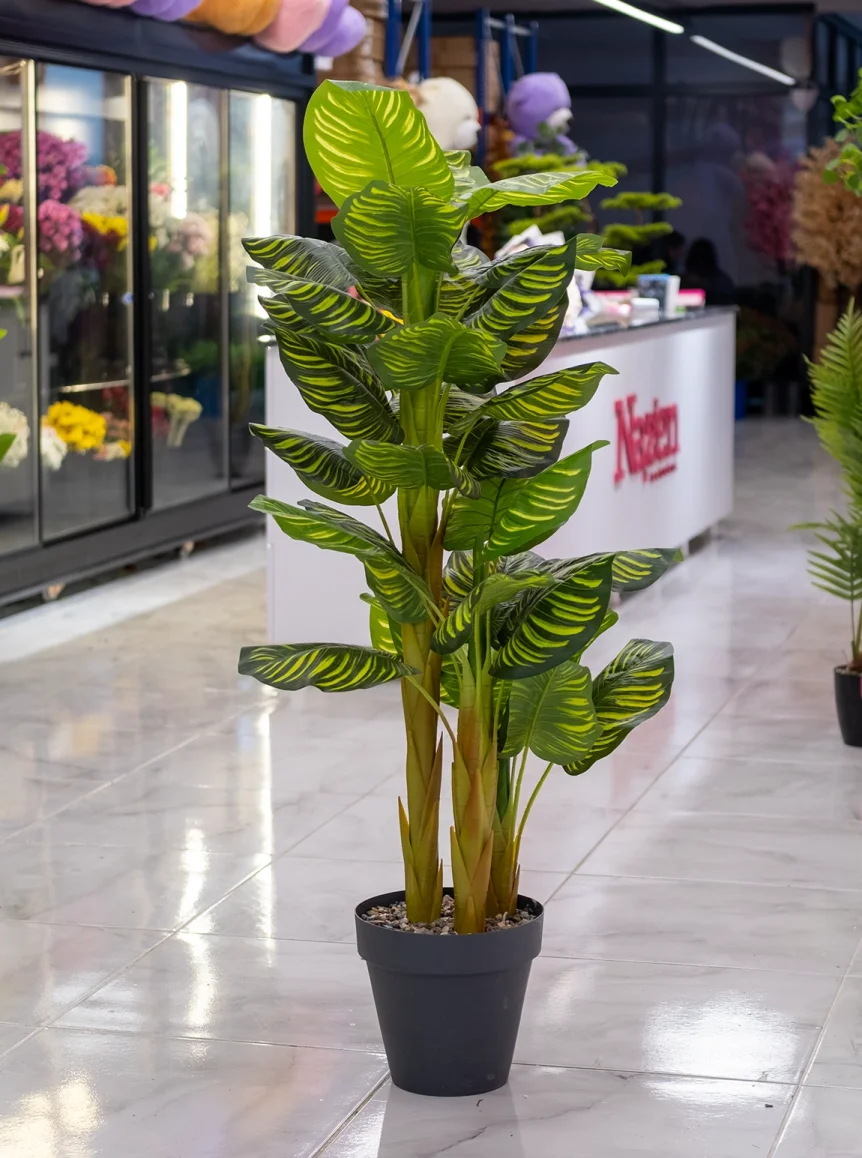 Saksıda Yapay 3 Gövdeli Difenbahya Ağaç  155 Cm 