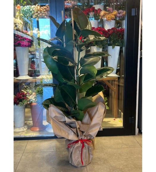 Tek Gövdeli Kauçuk Saksı